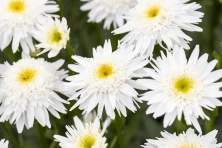Złocień hybryda Wirral Supreme Leucanthemum x superbum