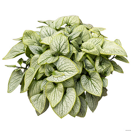 Brunnera wielkolistna Little Heart Brunnera Macrophylla