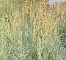 Proso Rózgowe Prairie Sky Panicum Virgatum 9