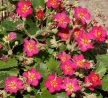 Poziomka ozdobna Pagoda Fragaria hybryda 9