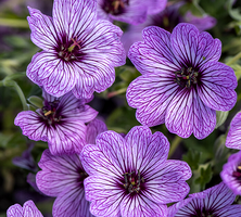 Bodziszek popielaty Ballerina Geranium cinereum