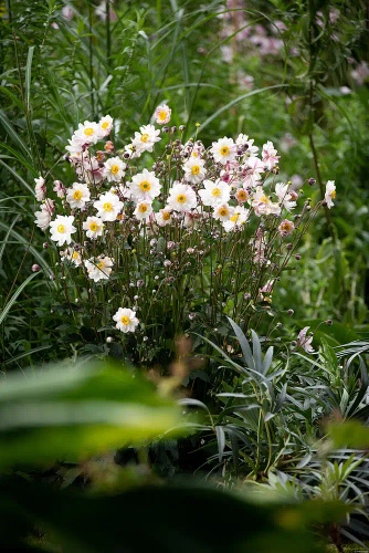 Zawilec Garden Breeze Pink Touch Anemone Hybrida