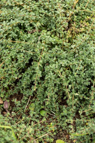 Macierzanka wczesna Pink Chintz Thymus Praecox