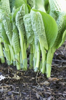 Funkia Love Pat Hosta 2l