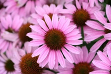 Jeżówka Fountain Light Purple Echinacea 9