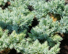 Jałowiec łuskowaty Blue Star Juniperus Squamata 1l