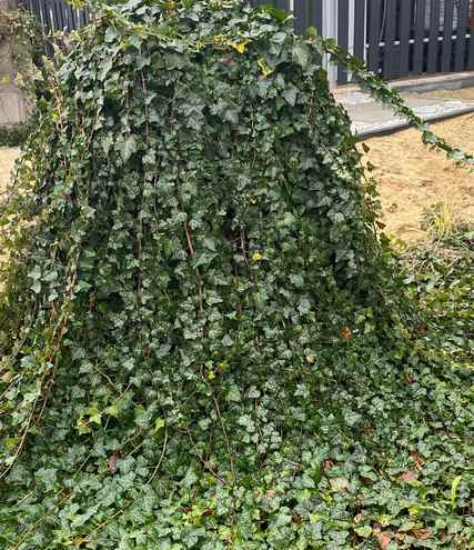 Bluszcz pospolity Hedera helix 9