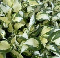 Funkia Fire & Ice Hosta 1l