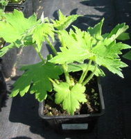 Ostróżka Summer Skies Delphinium Pacific 