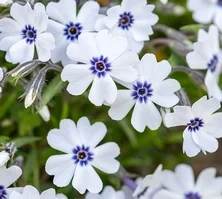 Floks Szydlasty Bavaria Phlox subulata 9