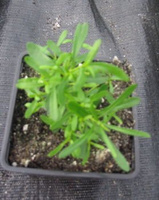 Ubiorek wiecznie zielony Weisser Zwerg Iberis Sempervirens