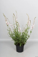 Gaura Flamingo White Gaura lindheimeri 1l
