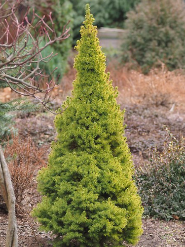 Świerk biały Golden Peak Picea glauca 9