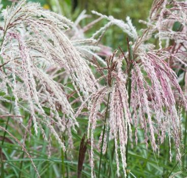 Miskant Chiński Kaskade Miscanthus Sinensis1l