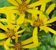 Języczka Hessego Gregynog Gold Ligularia x hessei 1l