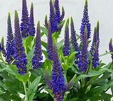 Przetacznik Lancita Blue Veronica hybrida