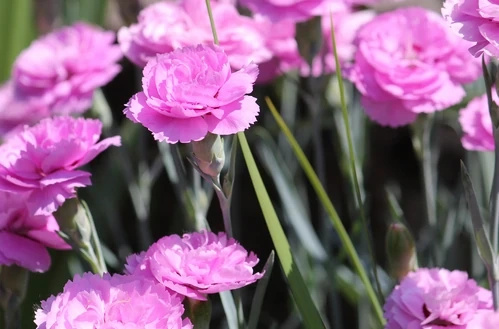 Goździk pierzasty Iced Gem Dianthus plumarius 9 