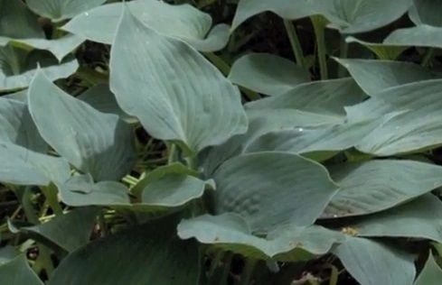 Funkia Halcyon Hosta