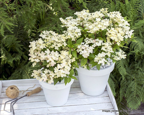 Hortensja bukietowa Polestar ® Hydrangea paniculata 1l