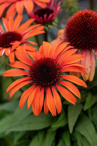 Jeżówka Meditation Orange Echinacea 