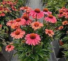 Jeżówka Meditation Cerise Echinacea 0,5l