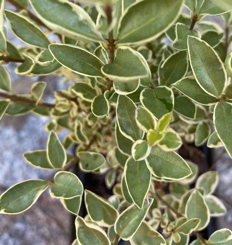 Ligustr okrągłolistny Albovariegatum Ligustrum ovalifolium 9-1l