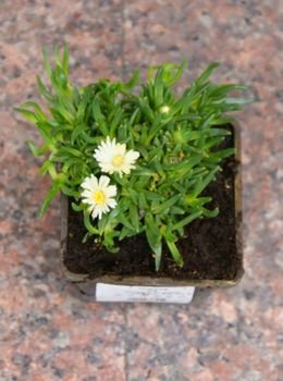 Delosperma Alba Delosperma Congestum