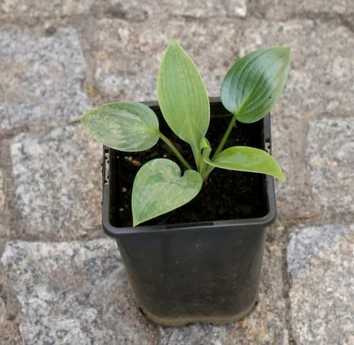 Funkia Halcyon Hosta