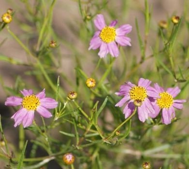 Nachyłek różowy American Dream Coreopsis rosea 9