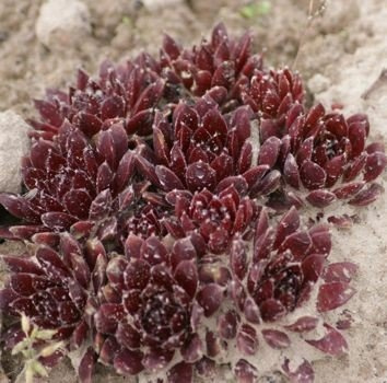 Rojnik pajęczynowaty Cameleon Sempervivum Arachnoideum