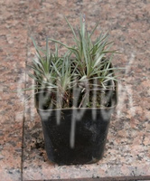 Goździk pierzasty Ine Dianthus plumarius 9