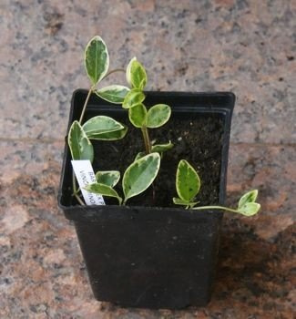 Barwinek pospolity Ralph Shugart Vinca minor