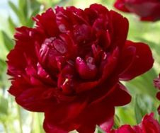 Piwonia miezańczowa Buckeye Belle Peonia 2-3l