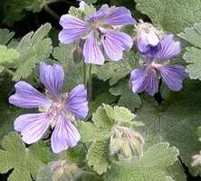 Bodziszek Renarda Philippe Vapelle Geranium Renardii
