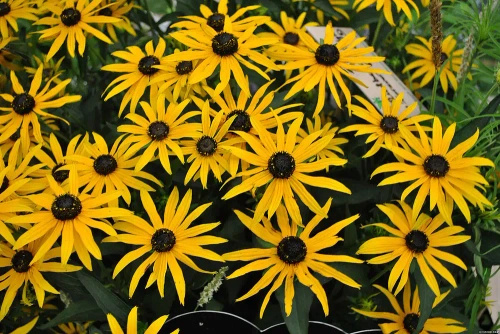 Rudbekia Błyskotliwa Forever Gold Rudbeckia Fulgida