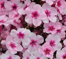 Floks, Płomyk Early Pink Phlox Paniculata