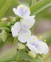 Trzykrotka ogrodowa biała Tradescantia Andersoniana 2l 