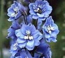 Ostróżka Summer Skies Delphinium Pacific 