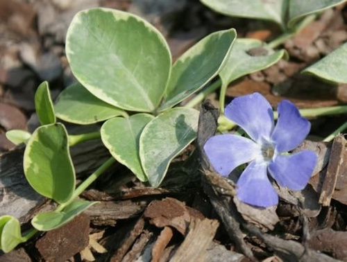 Barwinek pospolity Argenteovariegata Vinca minor 9