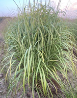 Miskant Chiński Kaskade Miscanthus Sinensis1l