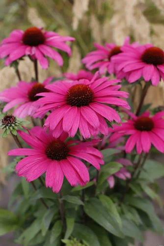 Jeżówka Sensation Wild Romance Echinacea 