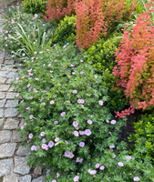 Bodziszek czerwony paskowany Geranium sanguineum var. striatum