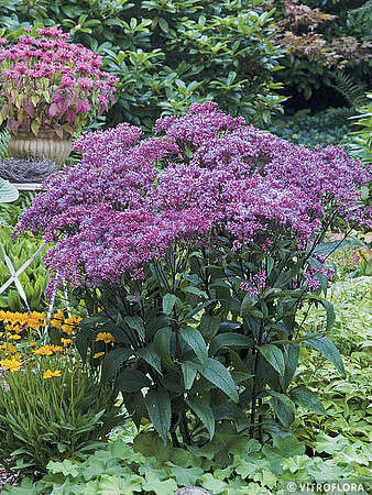 Sadziec purpurowy Baby Joe Eupatorium purpureum 0,5 - 1l