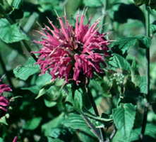 Pysznogłówka Blaustrumpf Monarda 9