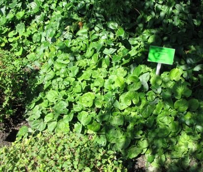 Fiołek Wonny Alba Viola Odorata 9