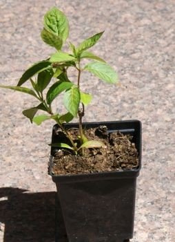 Hortensja Piłkowana Intermedia Hydrangea Serrata 1l