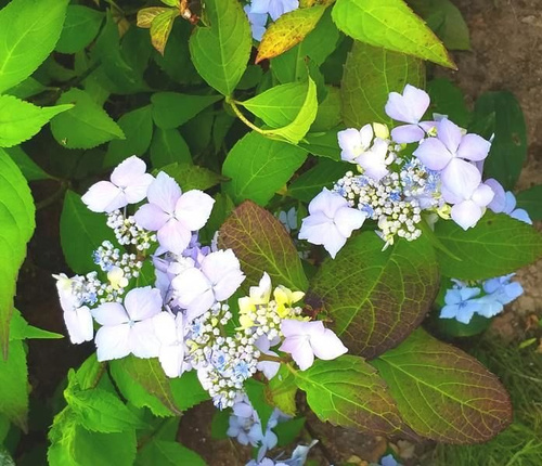 Hortensja Piłkowana Intermedia Hydrangea Serrata 1l