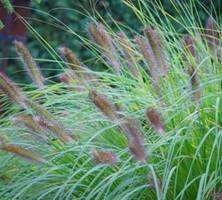 Rozplenica Japońska Gelbstiel Pennisetum Alopecuroides 9