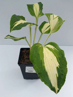 Funkia Ann Kulpa Hosta 1l