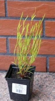 Nachyłek różowy American Dream Coreopsis rosea 9